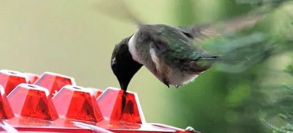 Ant-Proof Hummingbird Feeder with 30 Feeding Ports and Easy Fill Design – 12 Ounce Capacity 1