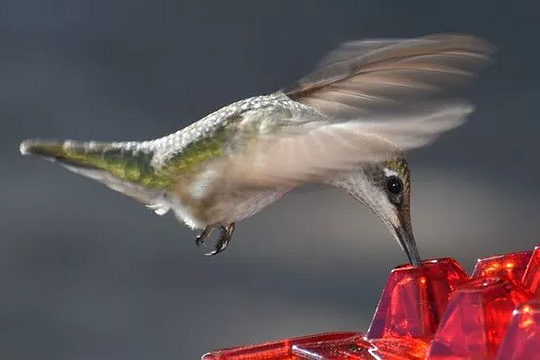 Ant-Proof Hummingbird Feeder with 30 Feeding Ports and Easy Fill Design – 12 Ounce Capacity 3