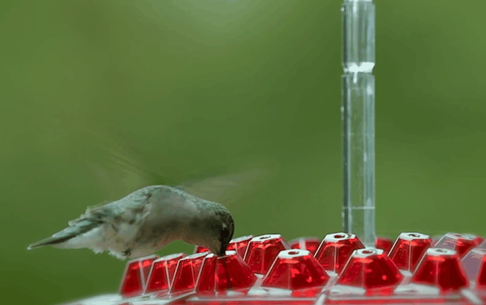 Ant-Proof Hummingbird Feeder with 30 Feeding Ports and Easy Fill Design – 12 Ounce Capacity 6